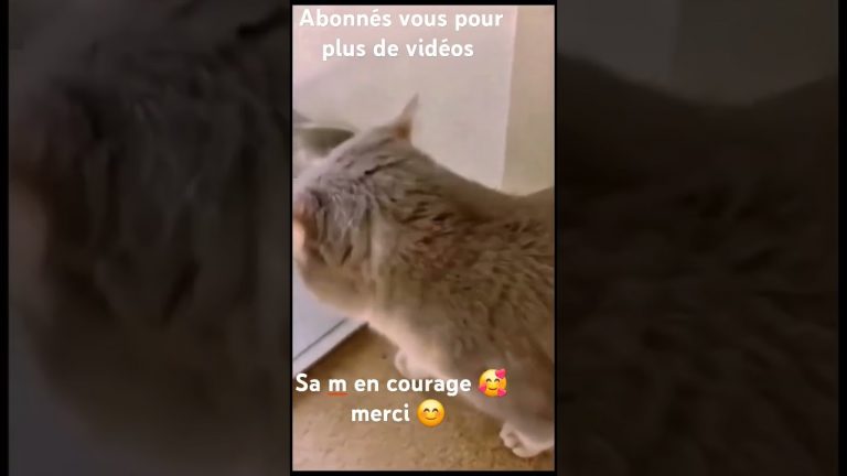 chat alors #cat #pourtoi #kitten #catlover #cute #chatgpt #funny #cutecat #chat #new #viralvideo