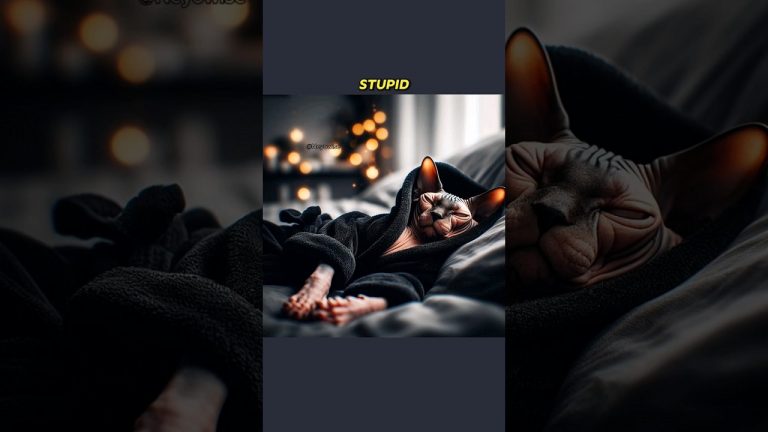 I Wish I Could Sleep But…#cat #ai #aiart #copilot #chatgpt