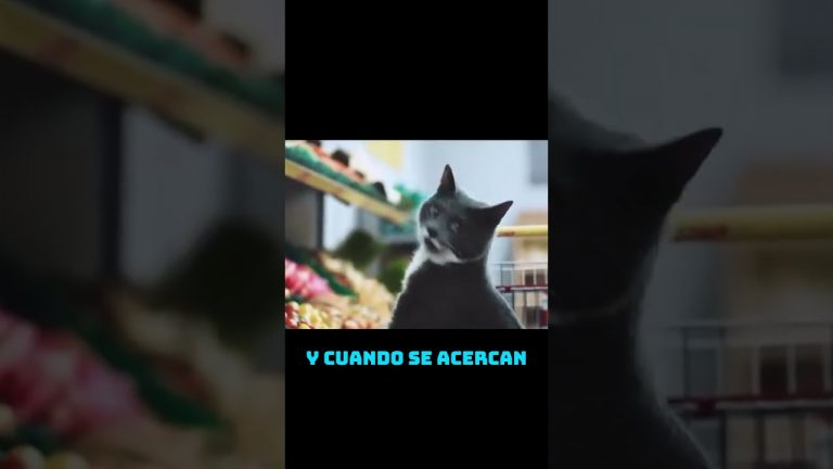 La Fiesta Felina en el Supermercado #humor #chatgpt #memes #humormemes